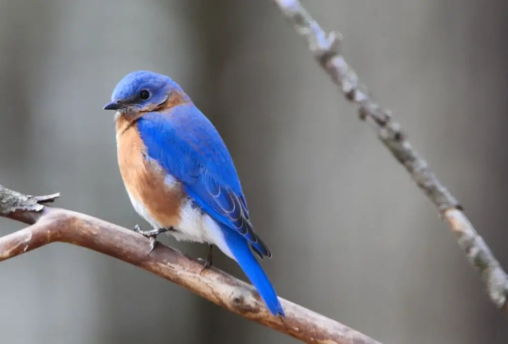 Unlocking The Bluebird Spirit Animal Mystique: Symbolism, Totem, And B