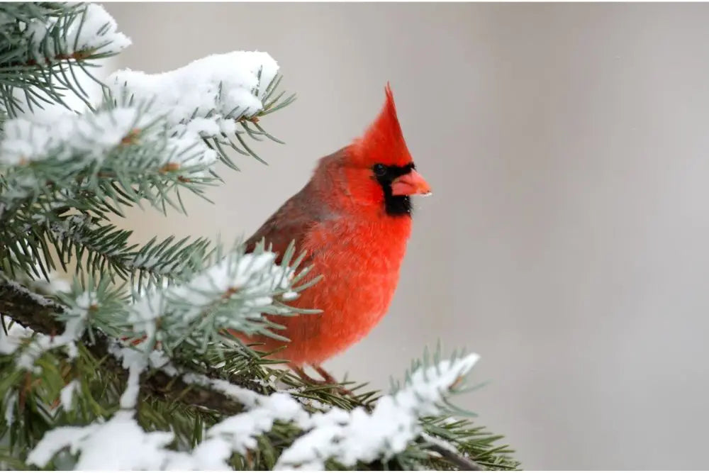 Cardinal Symbolism Unveiled: Spirit Animal Insights, Totem Wisdom, And 