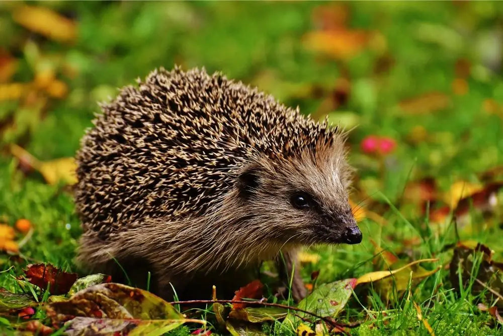 The Spirit Animal Significance Of Hedgehogs: Symbols, Totems, And Pers 