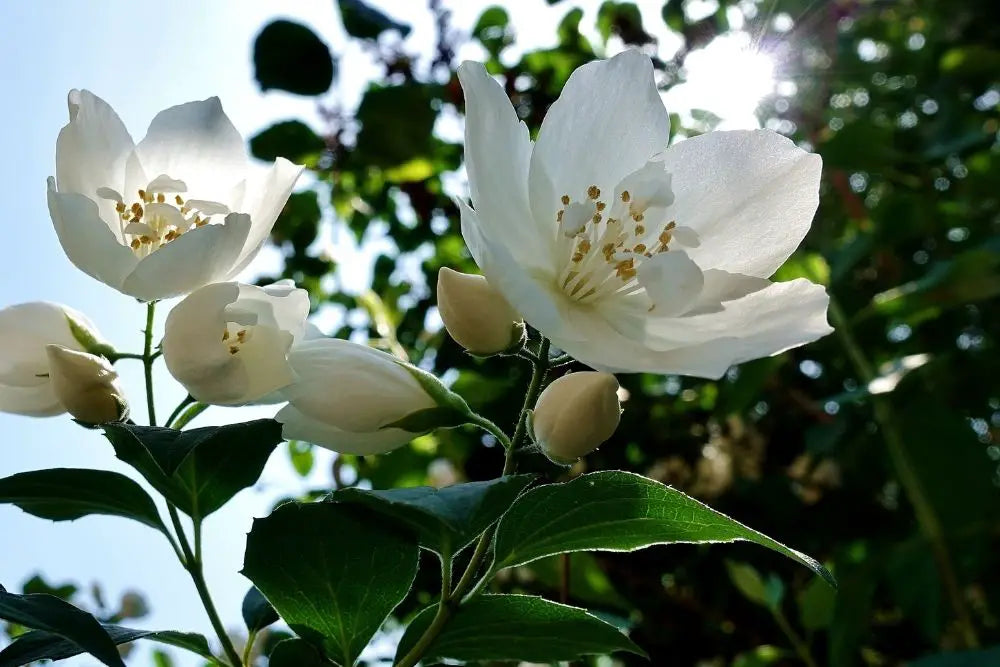 Jasmine Flower Meaning, Spiritual Symbolism, Color Meaning & More   Hello-Fearless
