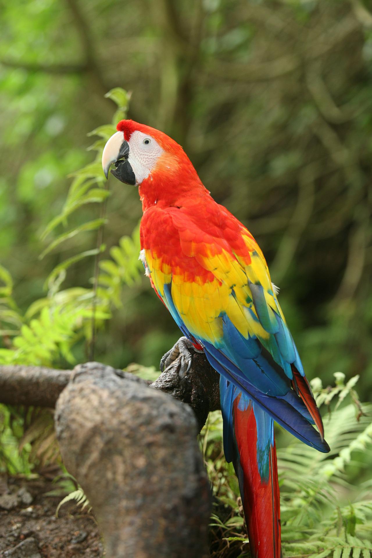 What Does a Parrot Symbolize? Unveiling Mystical Meanings