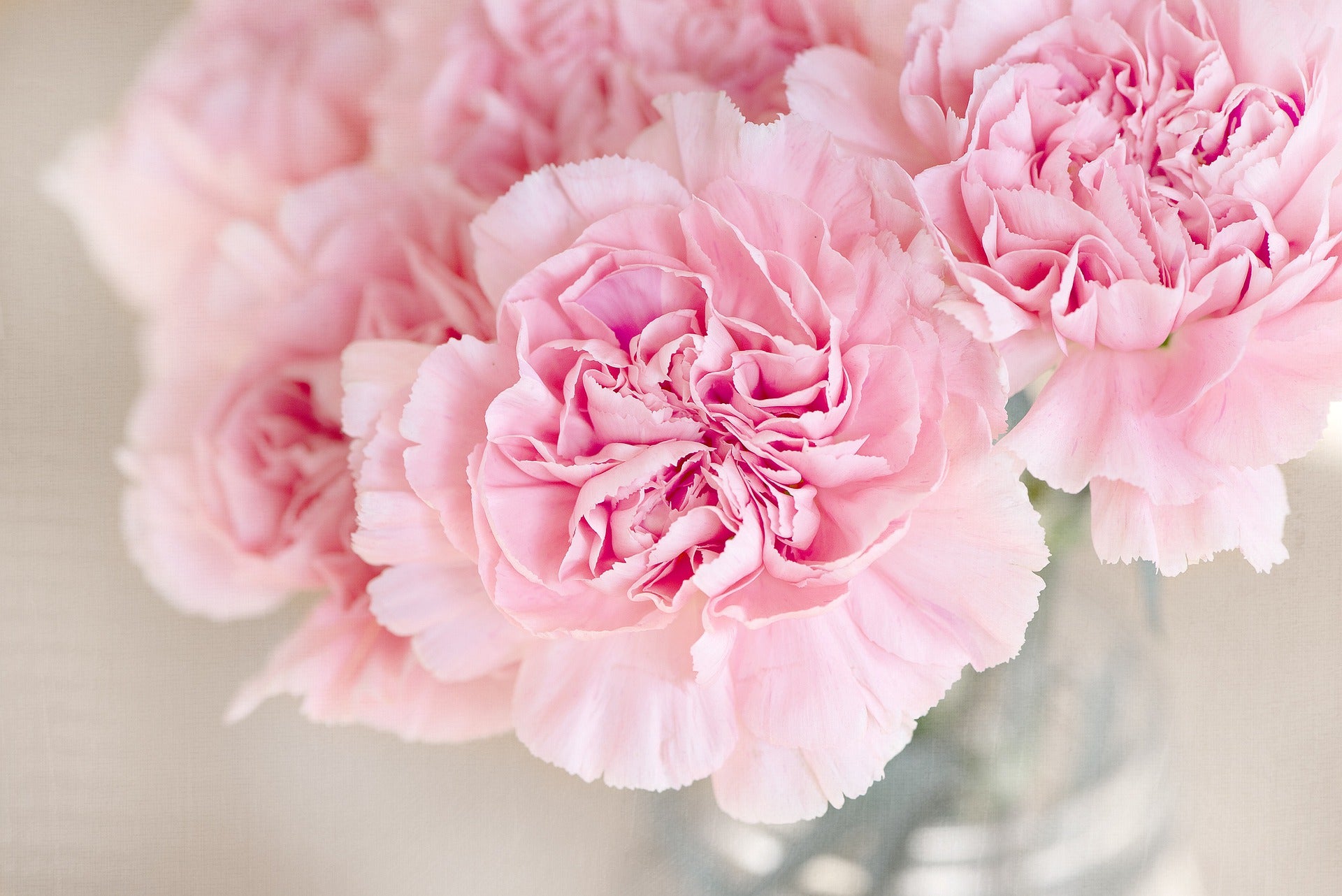 Carnation Flower Meaning, Spiritual Symbolism, Color Meaning & More HelloFearless