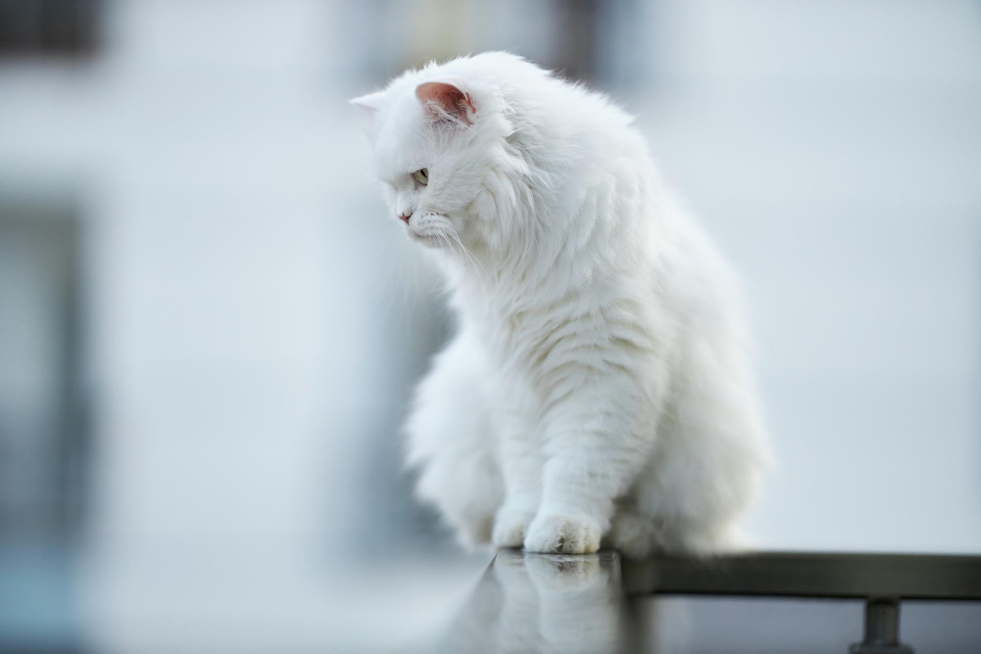 Seeing a white cat at night fashion meaning