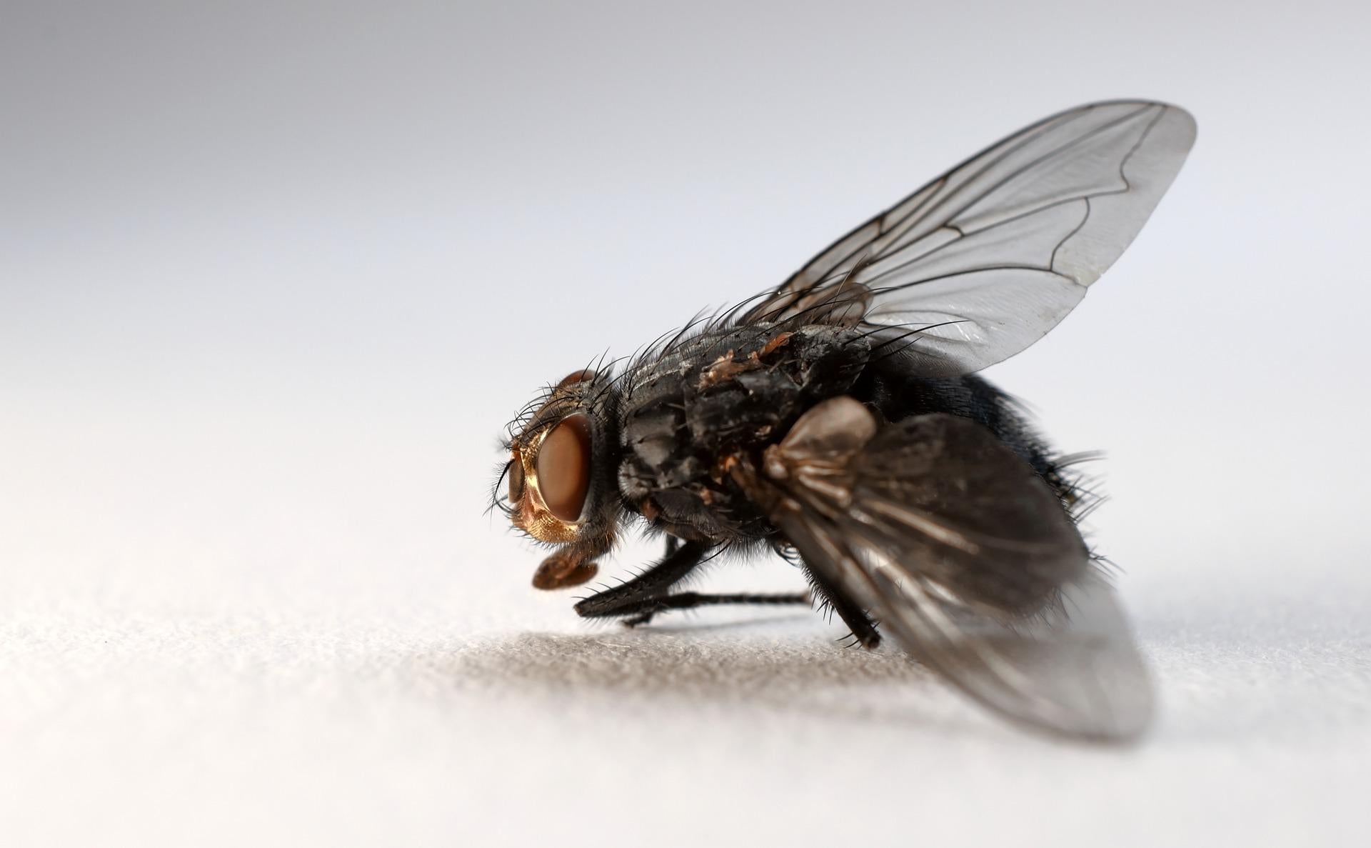 Understanding The Spiritual Meaning Of The Fly: Symbolism, Totem Wisdo â Hello Fearless