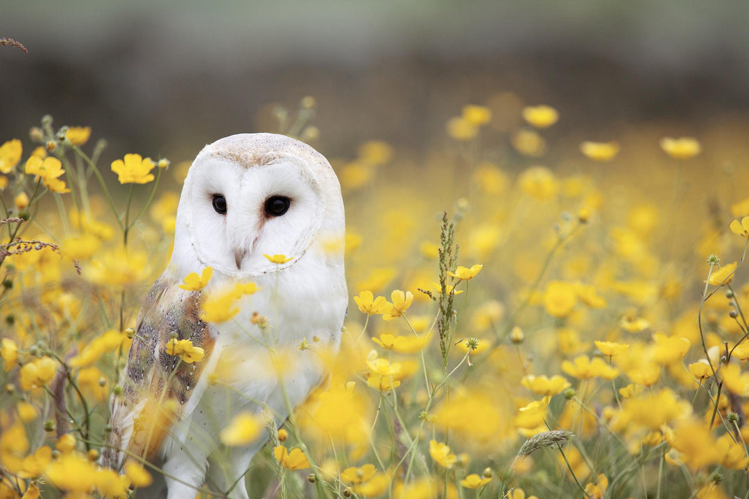 Discover Spiritual Significance of the Moonlit Hunter Barn Owl - Silent Wings, Deep Wisdom