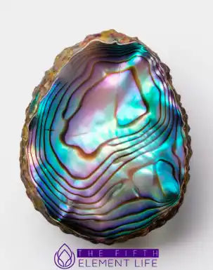 Abalone