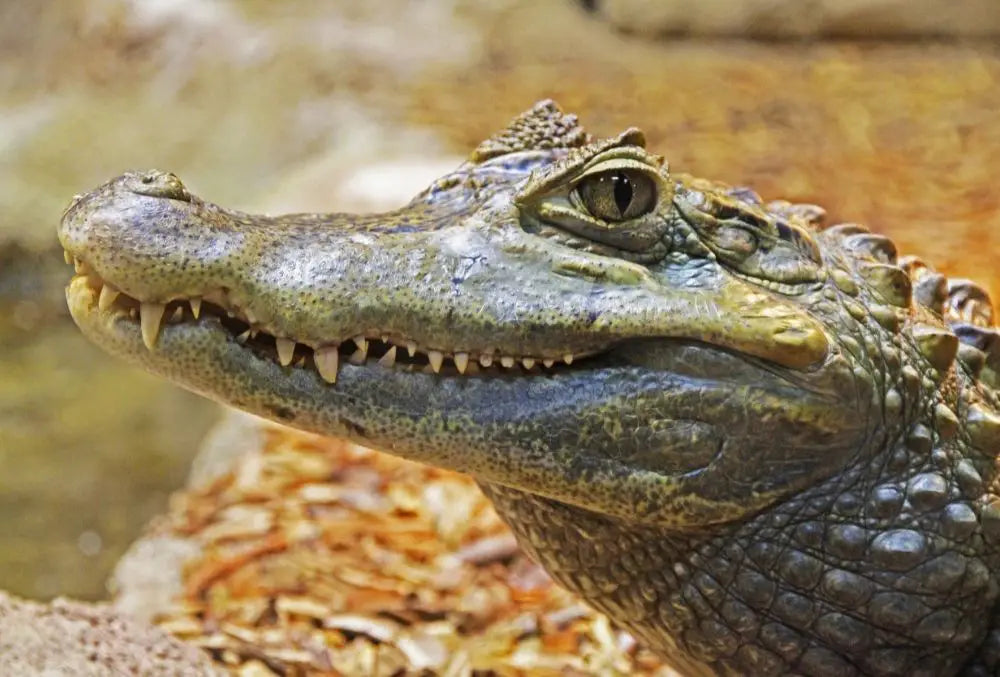 Alligator: Spiritual Meaning, Dream Meaning, Symbolism & More