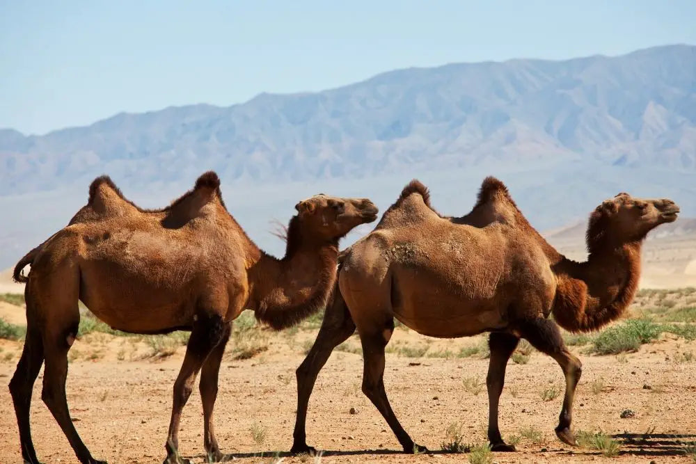 Camel Spiritual Meaning, Dream Meaning, Symbolism & More