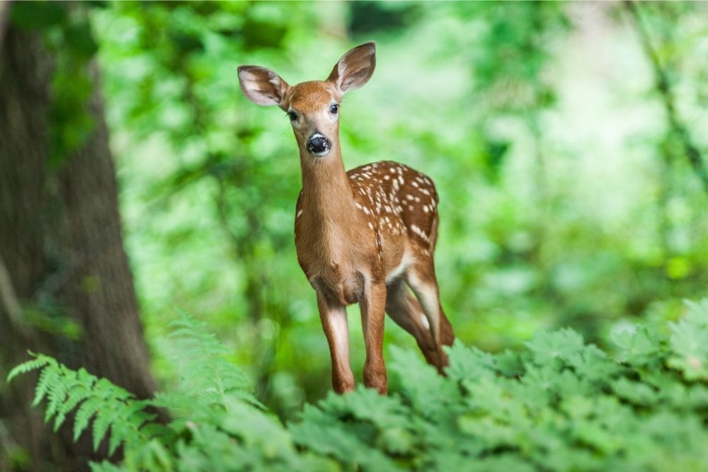 Deer: spirituality meaning, dream meaning, symbolism, and more