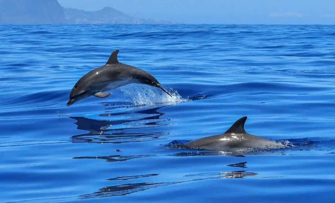 Dolphin: Spiritual Meaning, Dream Meaning, Symbolism & More