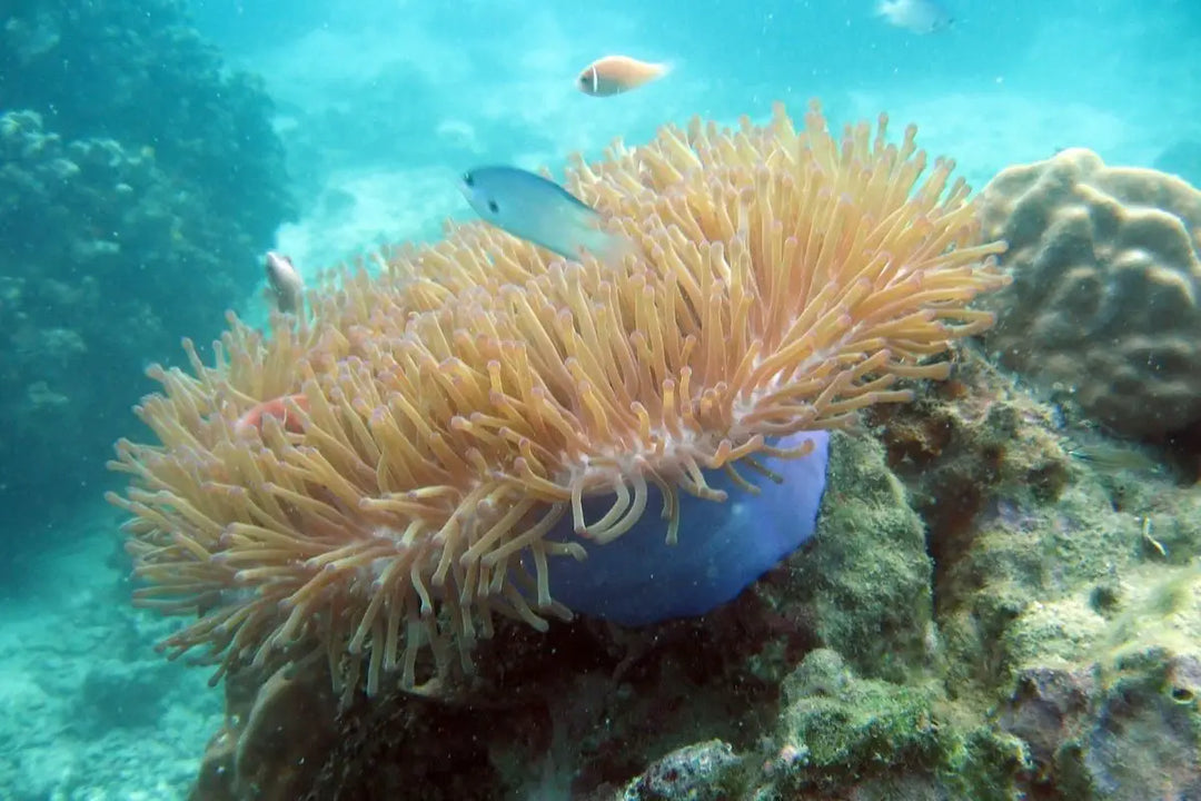 Explore The Reef - The Captivating Meanings Of The Color Coral