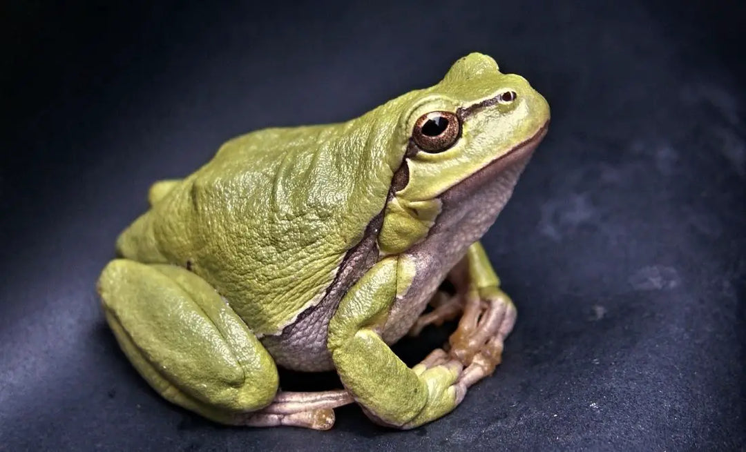 Frog: Spiritual Meaning, Dream Meaning, Symbolism & More