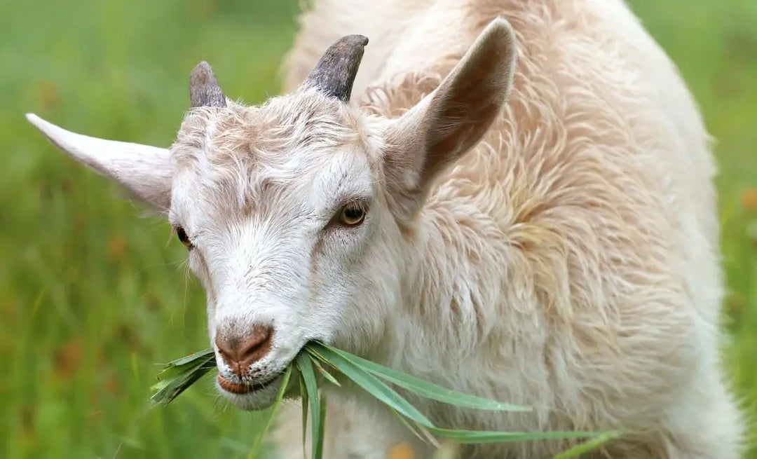 Goat: Spiritual Meaning, Dream Meaning, Symbolism & More