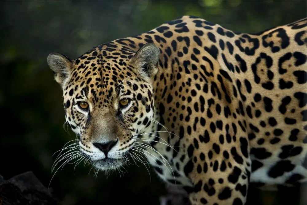 Jaguar: Spiritual Meaning, Dream Meaning, Symbolism & More