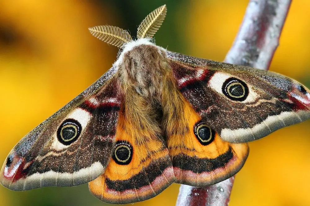 Moth: Spiritual Meaning, Dream Meaning, Symbolism & More