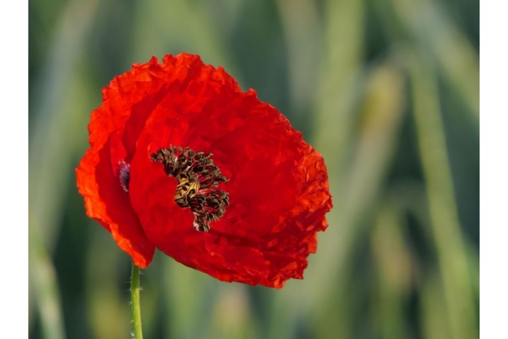 Poppy Flower Meaning