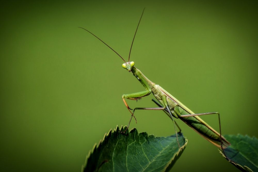 Praying Mantis: Spiritual Meaning, Dream Meaning, Symbolism & More