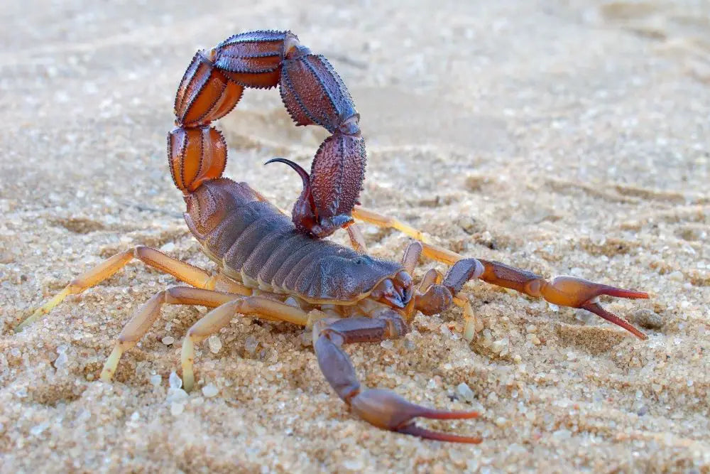 Scorpion Spiritual Meaning, Dream Meaning, Symbolism & More