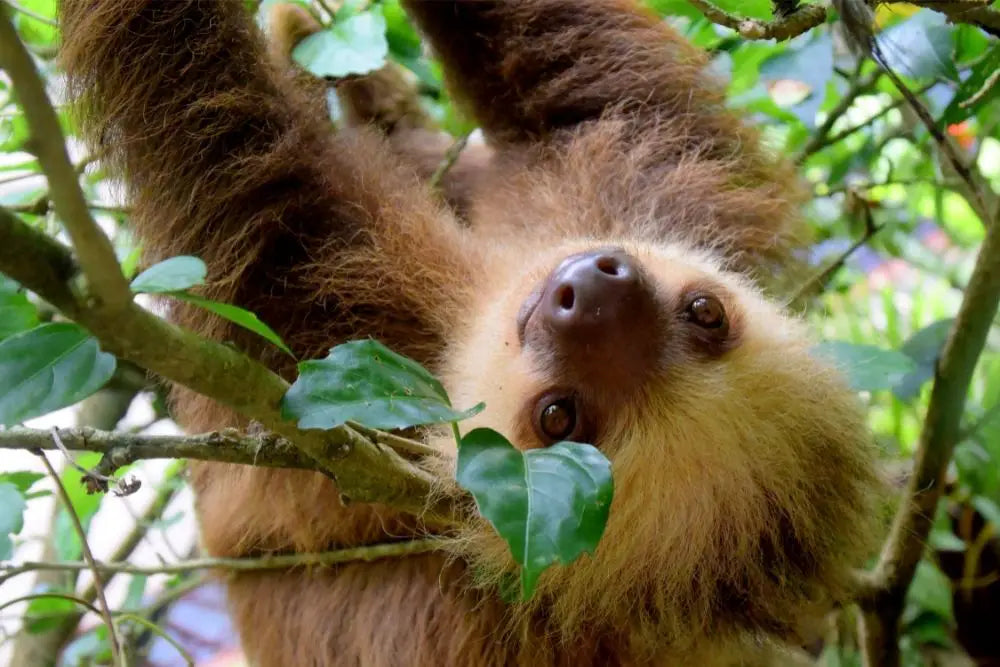 Sloth: Spiritual Meaning, Dream Meaning, Symbolism & More