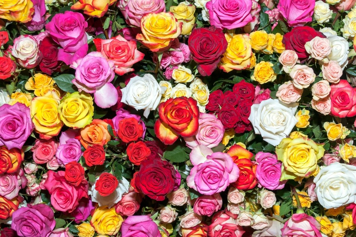 The Ravishing Meanings Of The Colors Of Radiant Roses – Hello Fearless