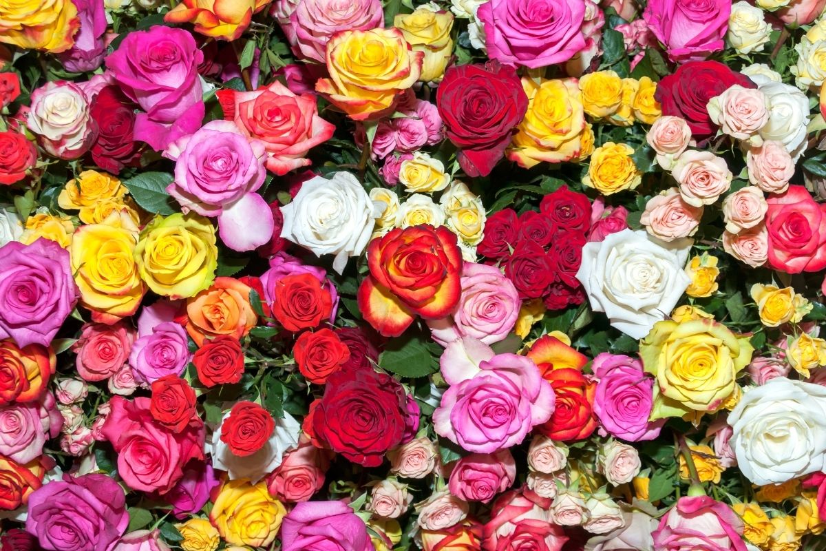 Brighter Roses Color The Ravishing Meanings Of The Colors Of Radiant Roses – Hello Fearless