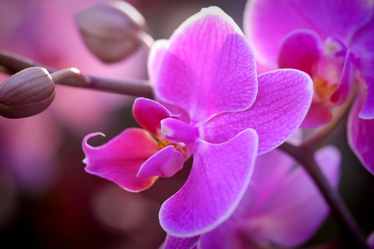The Ultimate Guide To The Extraordinary Meanings of The Color Orchid ...