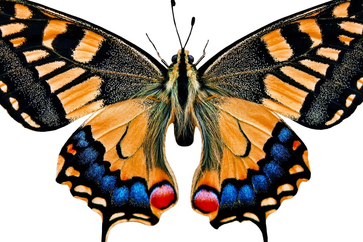 The Ultimate Guide To The Meanings Of Beautiful Butterfly Colors ...