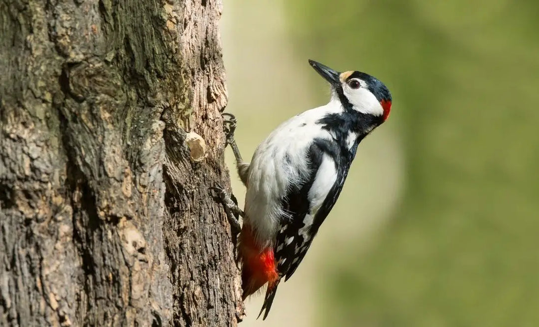 Beyond The Beak: Totems, Spiritual Linkages, And Woodpecker Symbolism