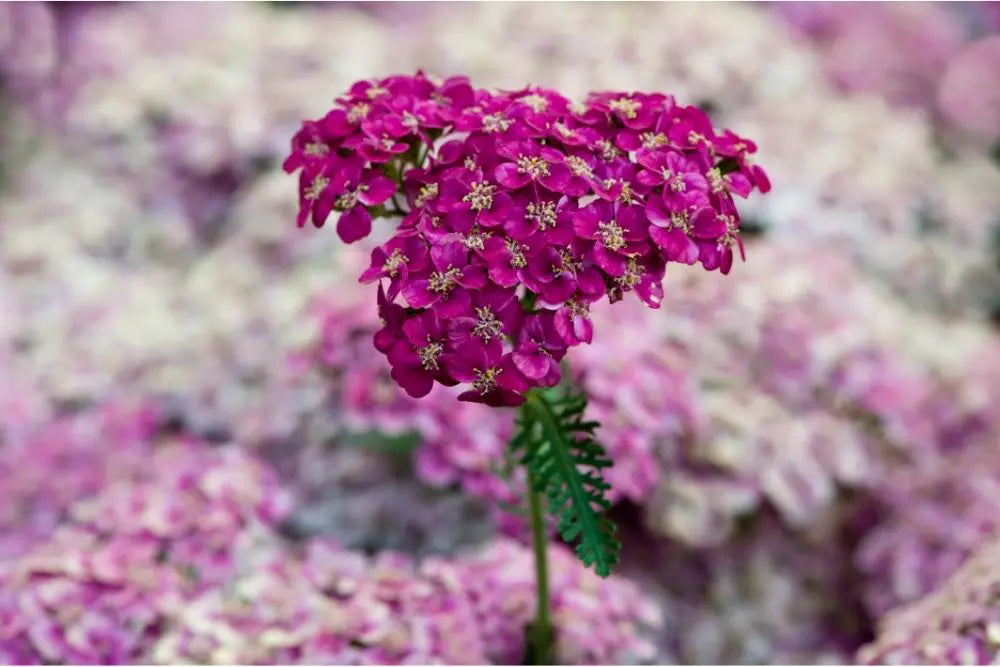 Yarrow Flower Meaning