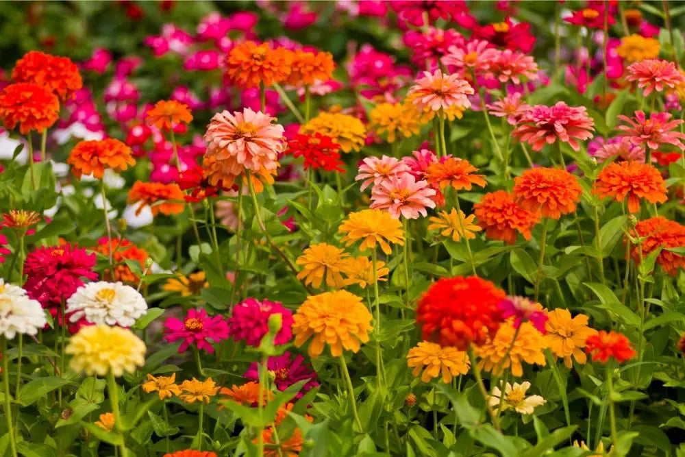 Zinnia Flower Meaning