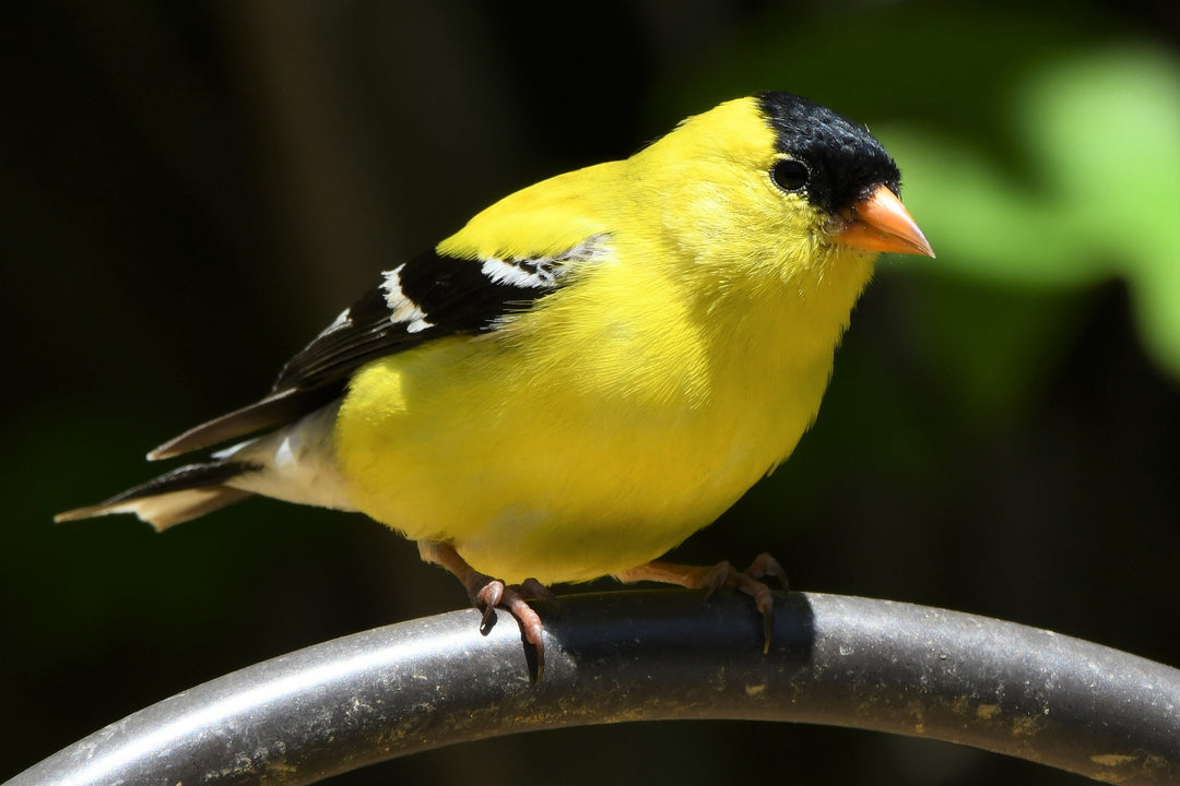 goldfinch