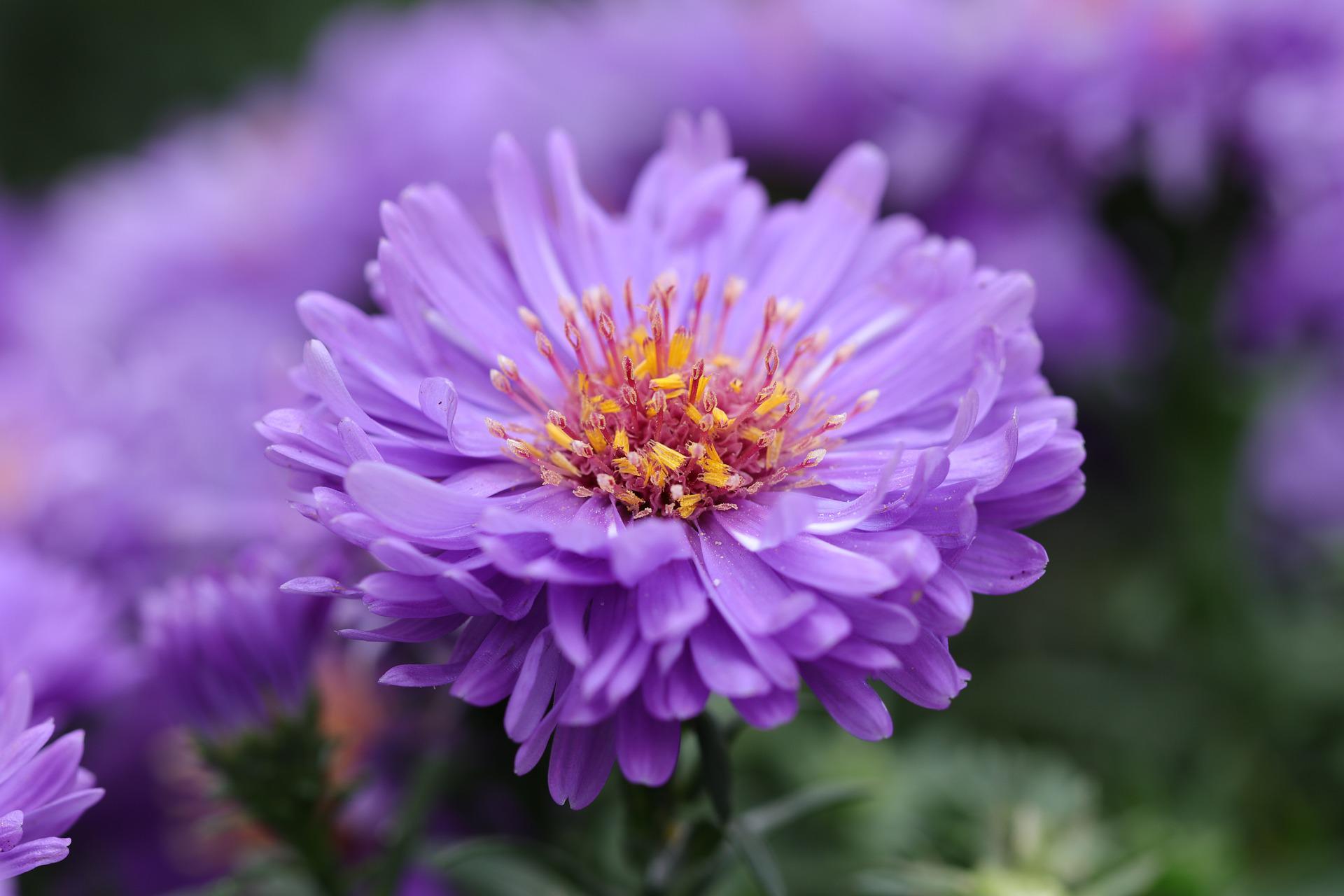 Aster Flower Meaning, Spiritual Symbolism, Color Meaning & More – Hello 