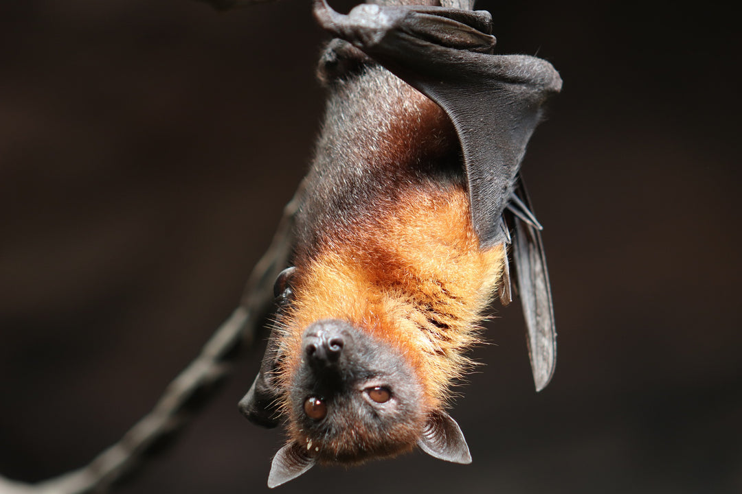 bat