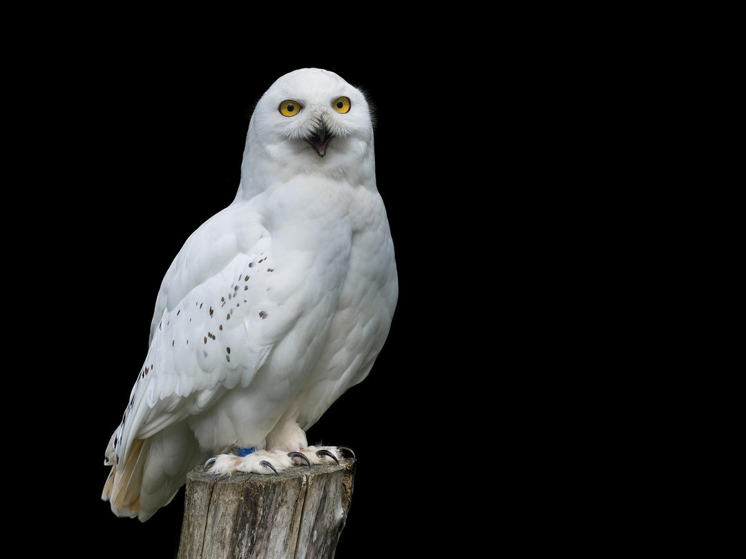 white owl