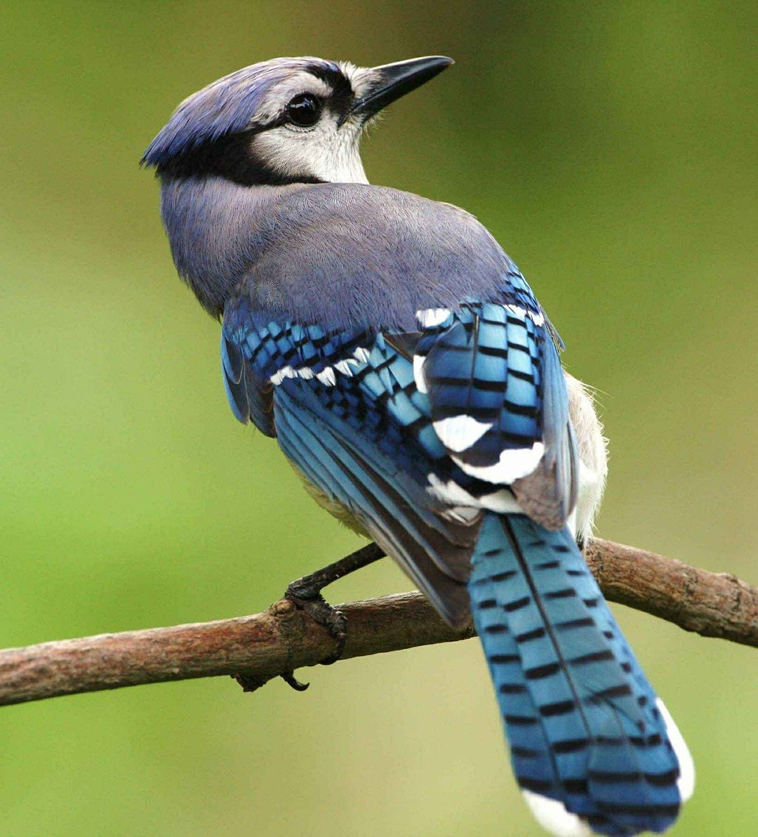 blue jay