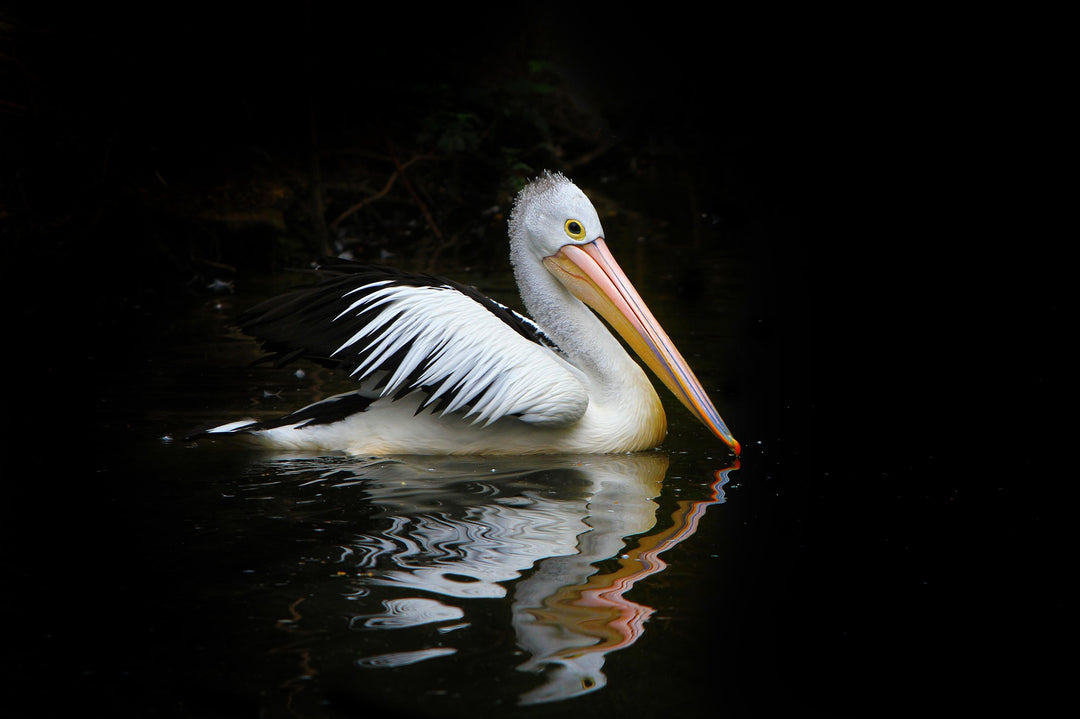 pelican