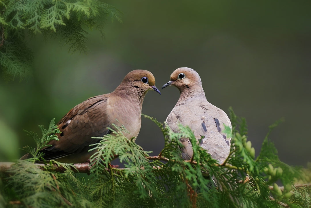 mourning dove