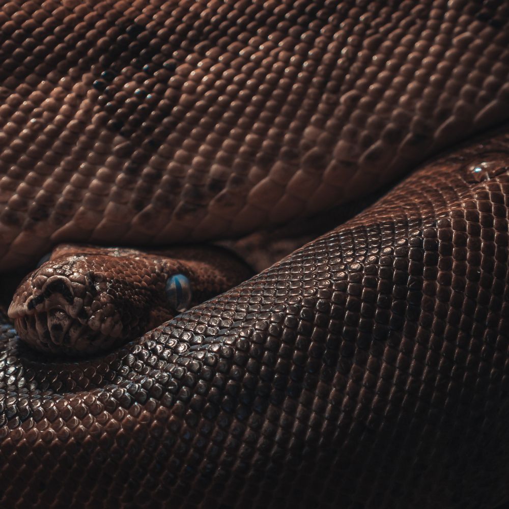 Decoding The Meaning, Dream Interpretation, and Spiritual Significance of Snakes