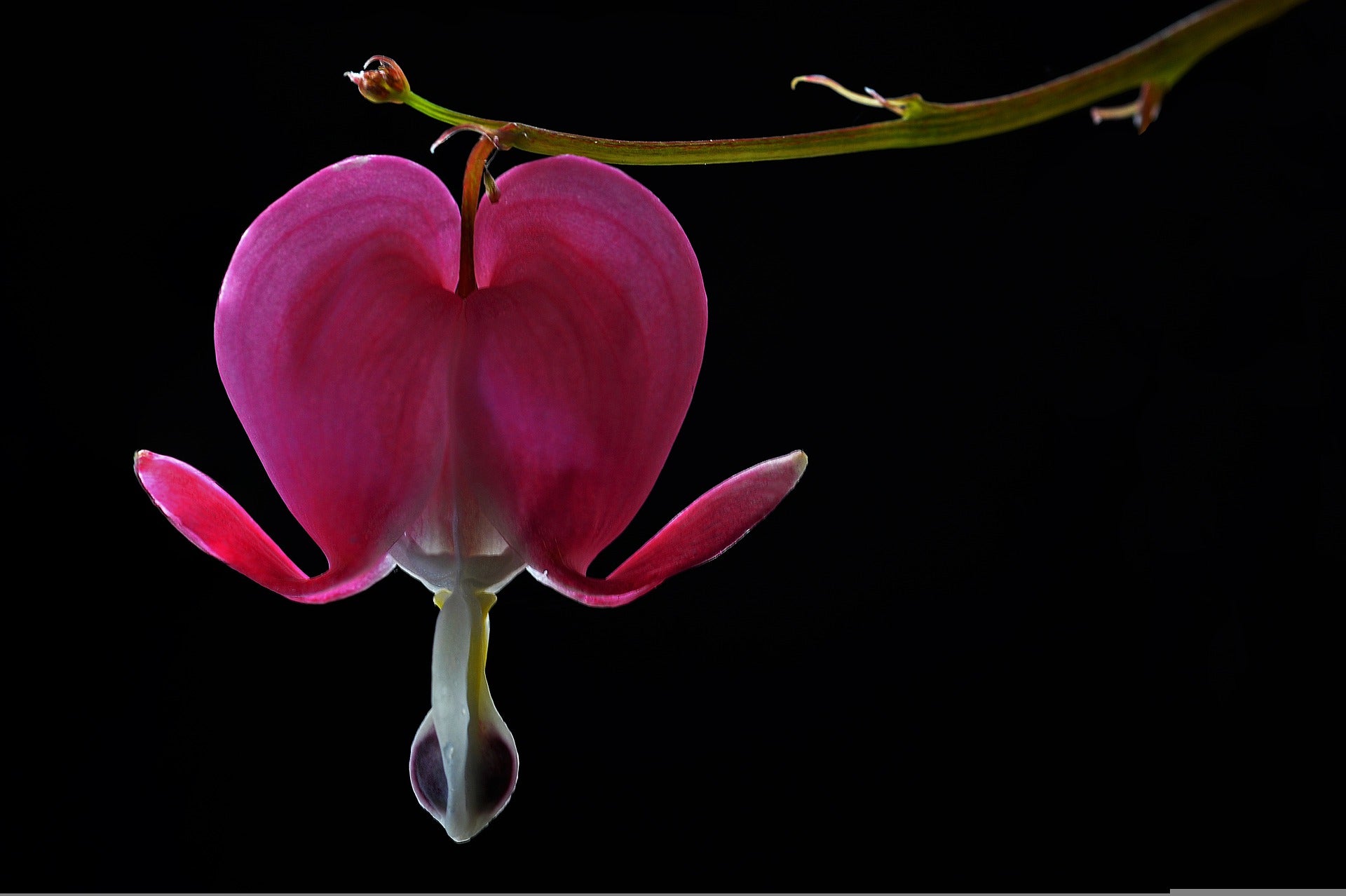 Bleeding Heart Flower Meaning, Spiritual Symbolism, Color Meaning & Mo ...