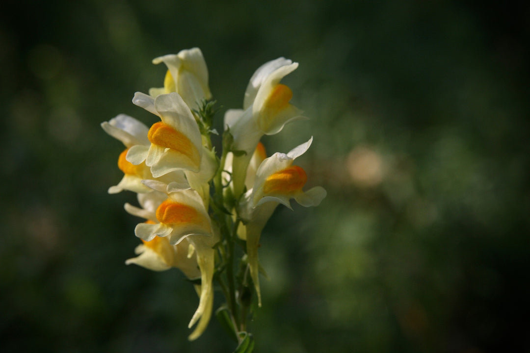 snapdragon