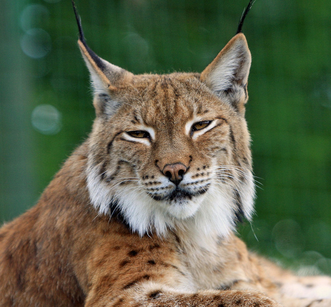 bobcat