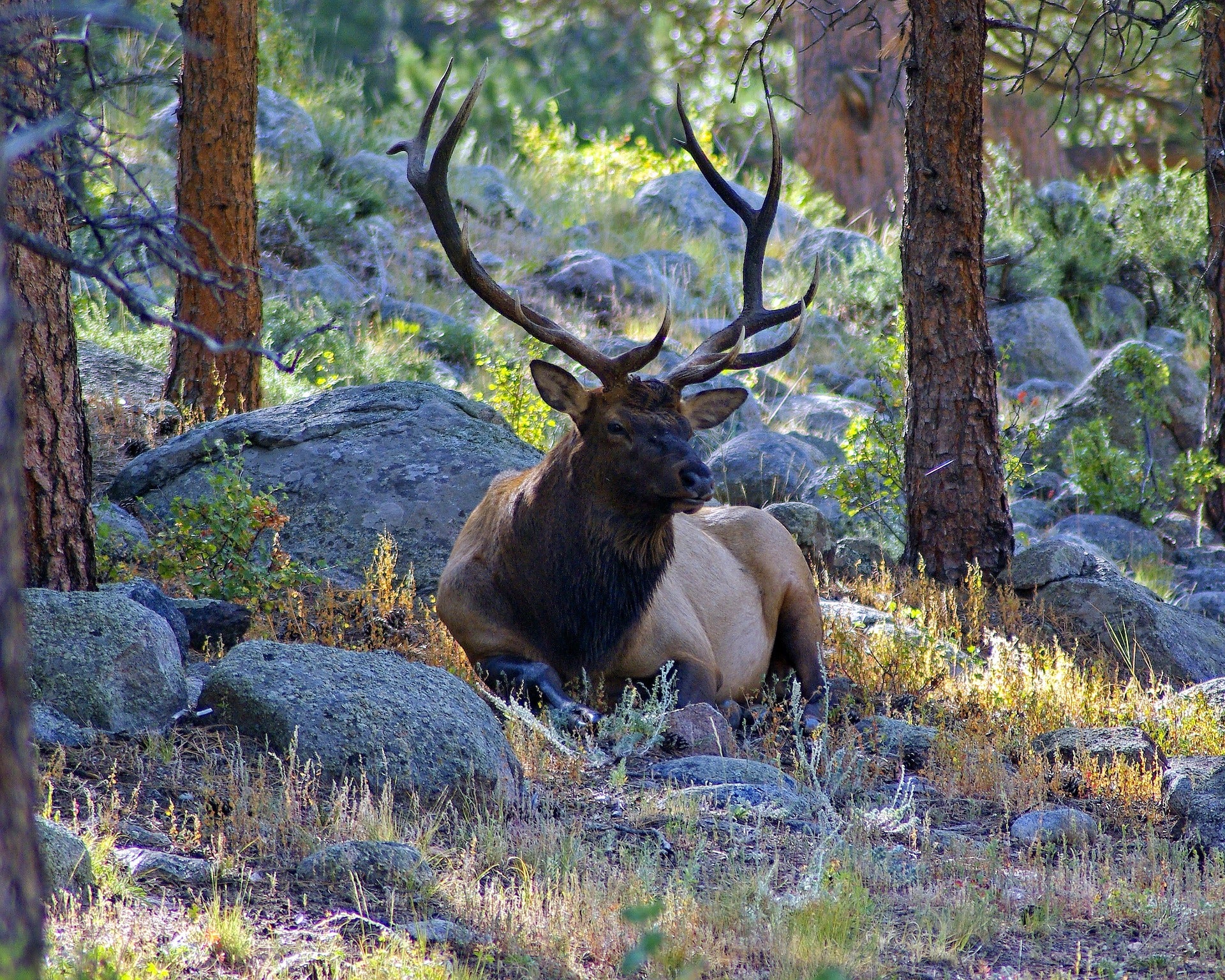 Unveiling The Mysteries Of Elk Spiritual Meaning, Dream Interpretati