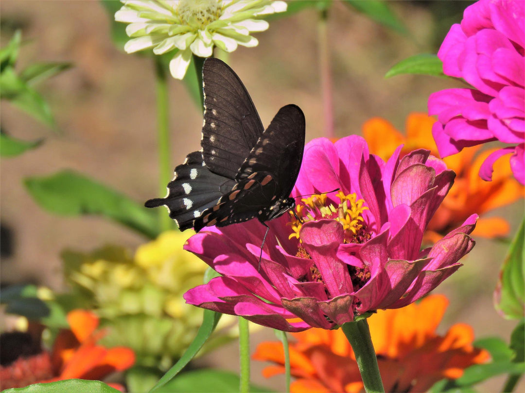 black butterfly