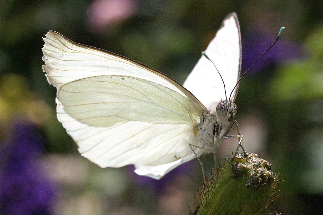 white butterfly