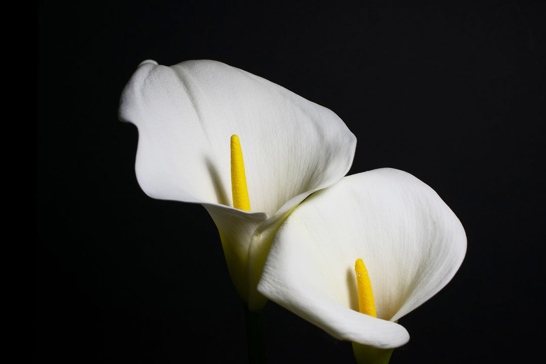 calla lily