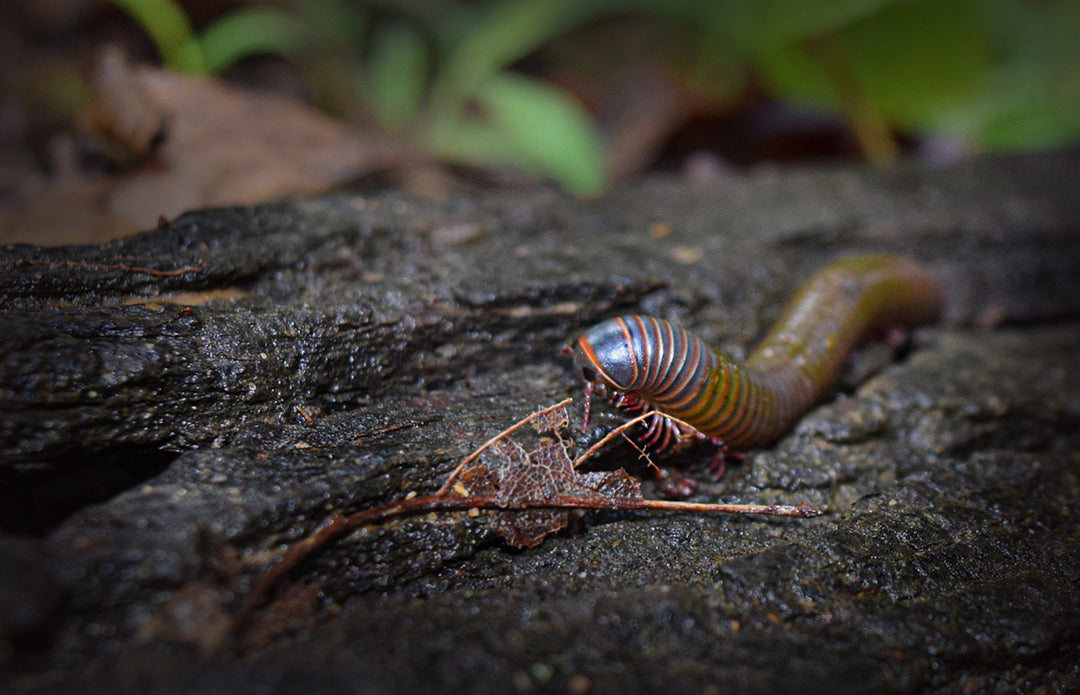 centipede