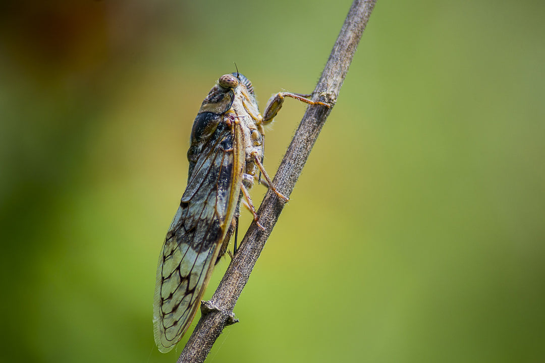 cicada