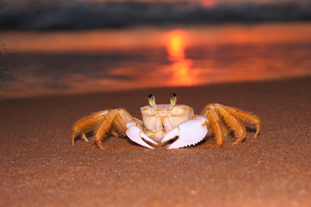 crab