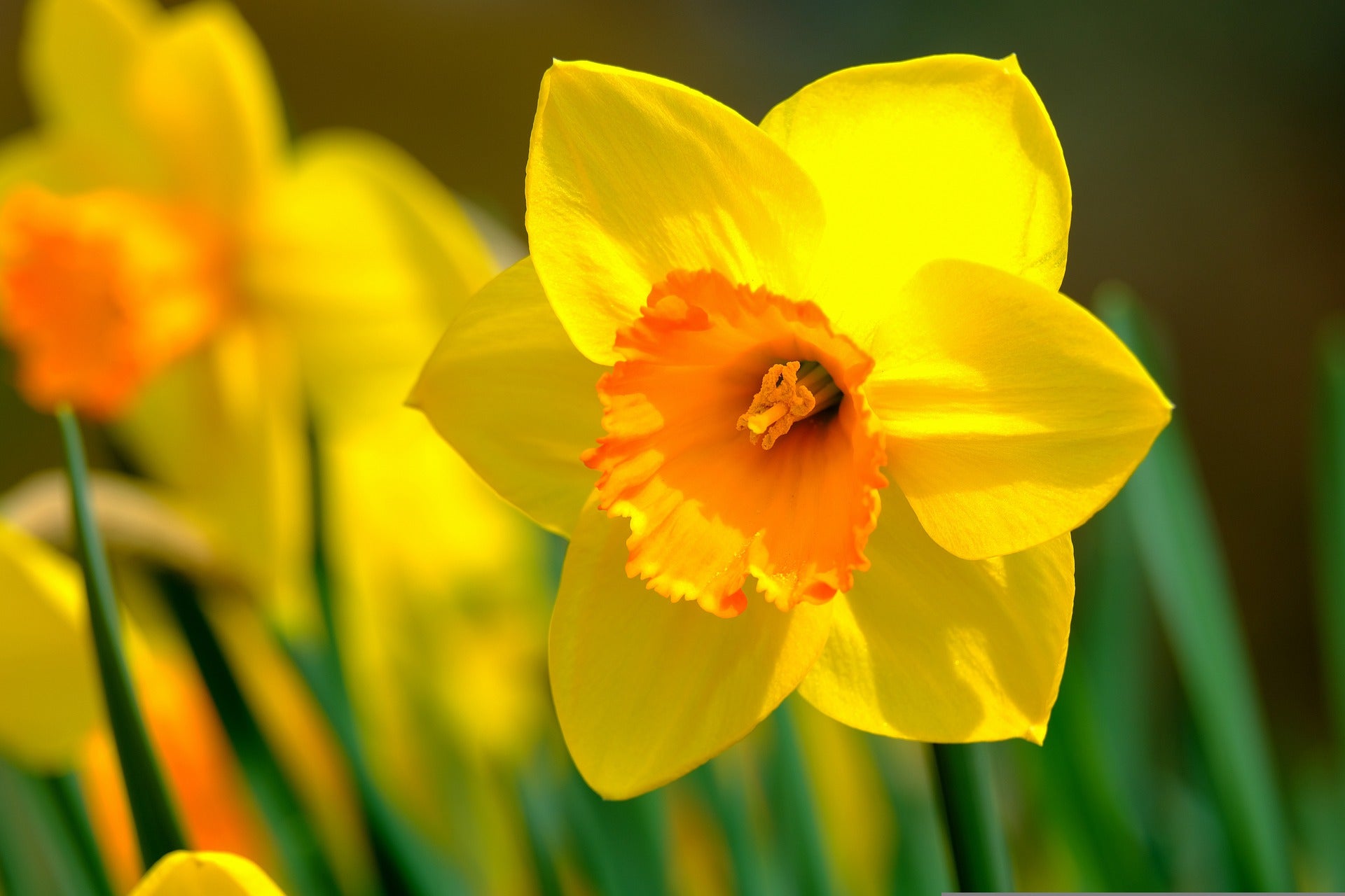 Daffodil Flower Meaning, Spiritual Symbolism, Color Meaning & More ...