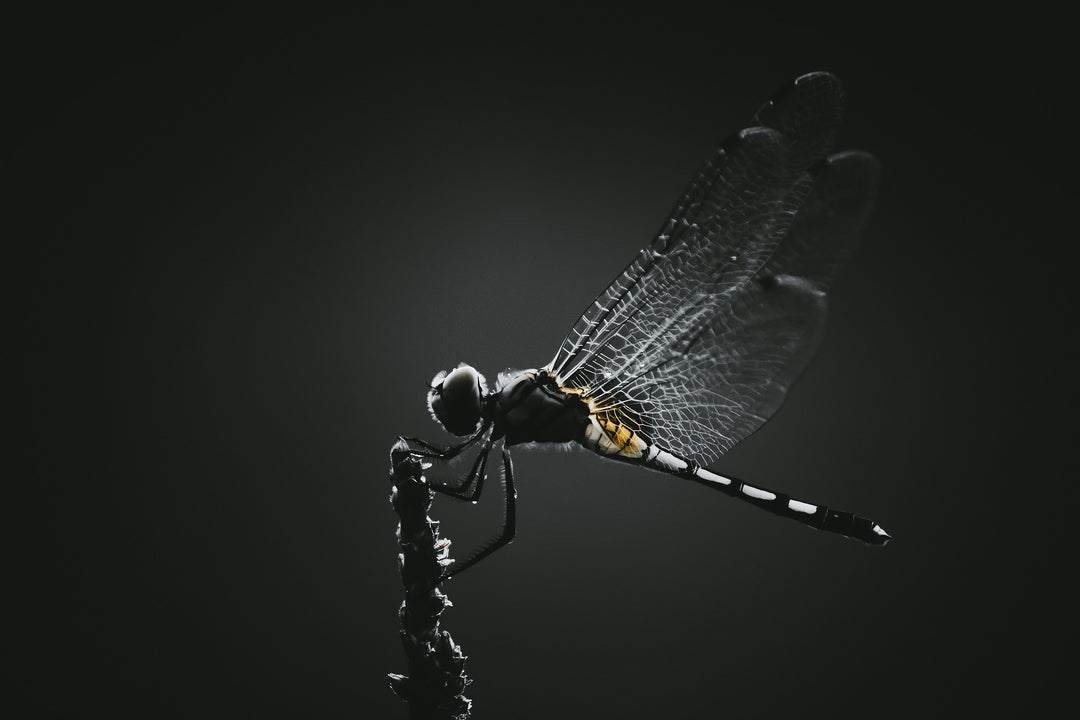 dragonfly